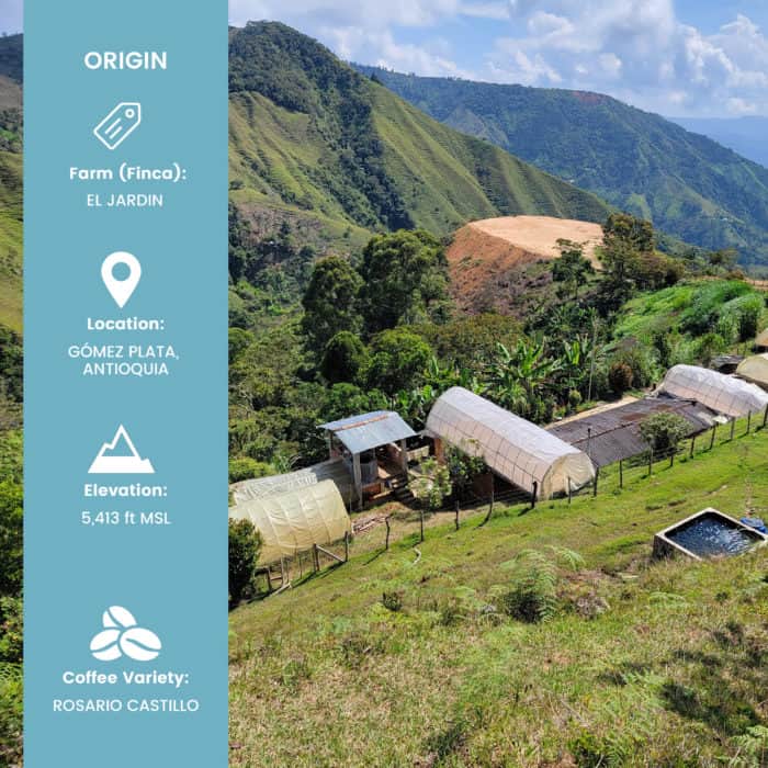 picture of Hatillo Coffee's specialty colombian coffee farm with infographic showing the main characteristics of the honey processed beans from El Jardin farm near Gomez Plata, Antioquia