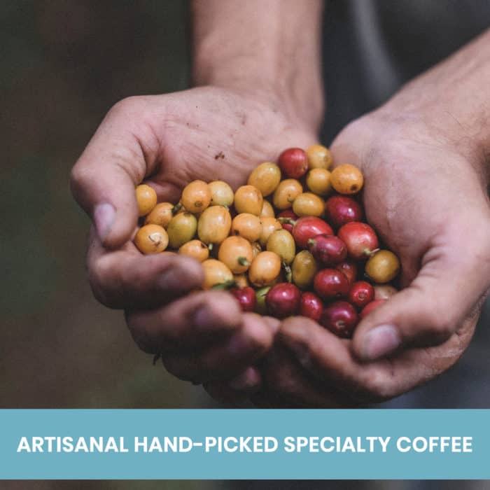 picture showing two hands holding ripe yellow and red specialty coffee beans hand-picked using artisanal harvesting methods
