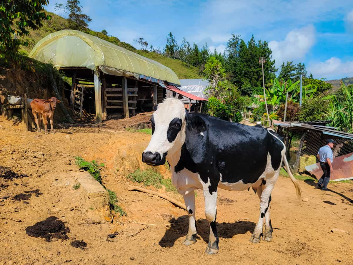 picture showing a cow and a calf at hatillo coffee's el jardin farm with specialty coffee drying beds in the background