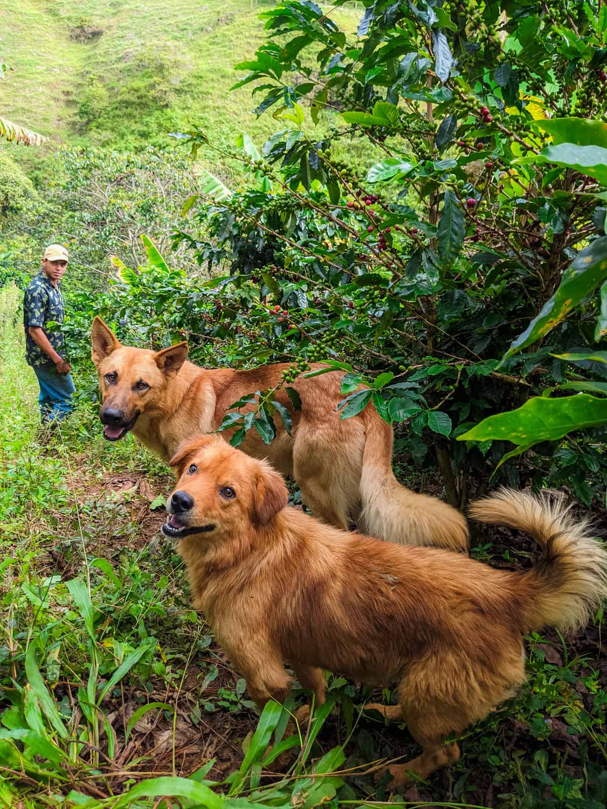 picture showing Cristian Perez and his two dogs at Hatillo Coffee El Jardin farm