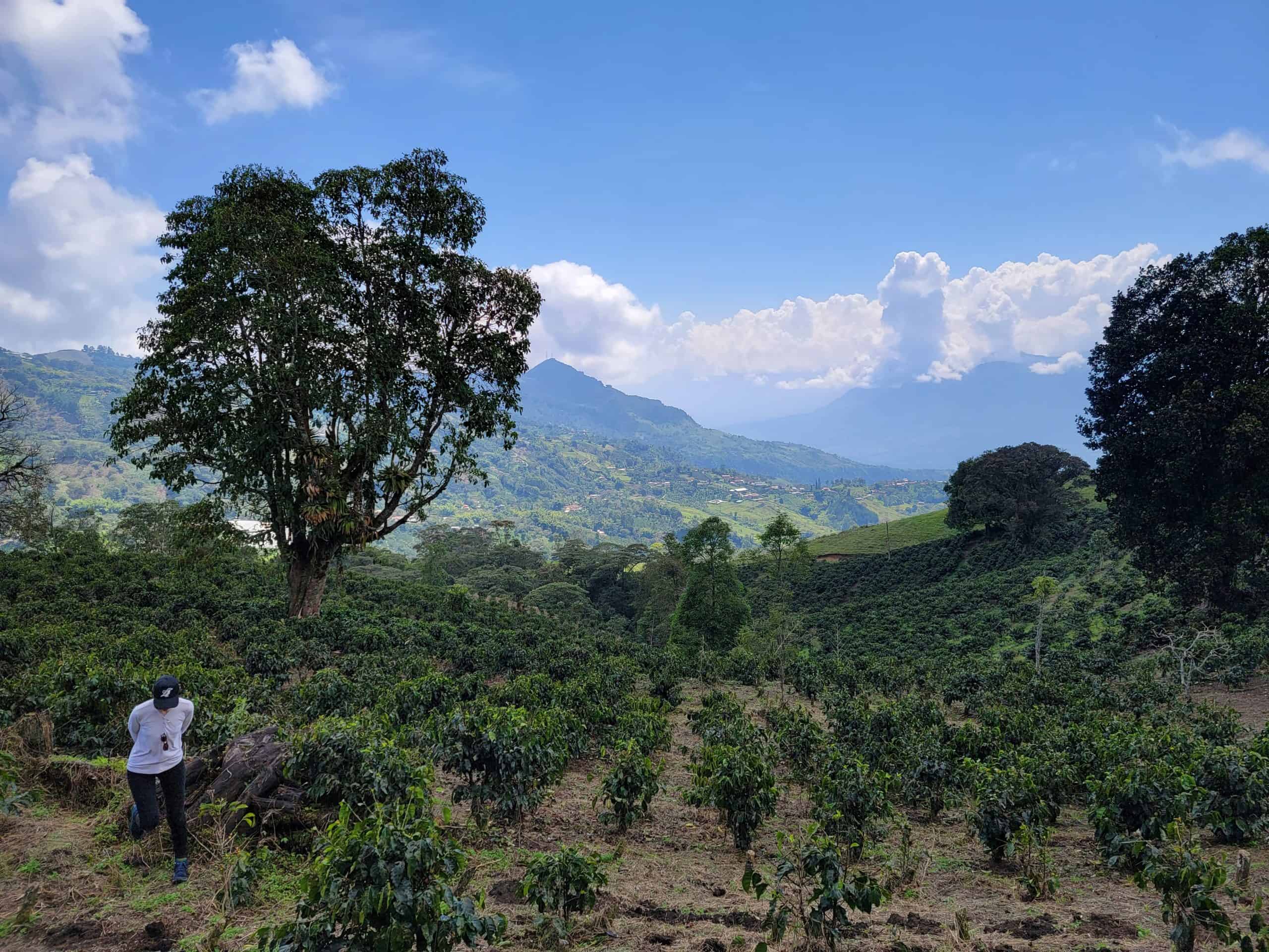 picture showing a portion of "La Melisa" coffee trees and the beautiful views around Fredonia, Antioquia - Colombia