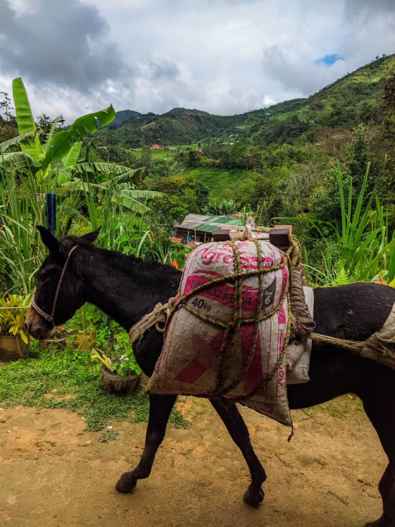 picture of a mule carrying colombian coffee beans from La Teresita farm to Hatillo Coffee
