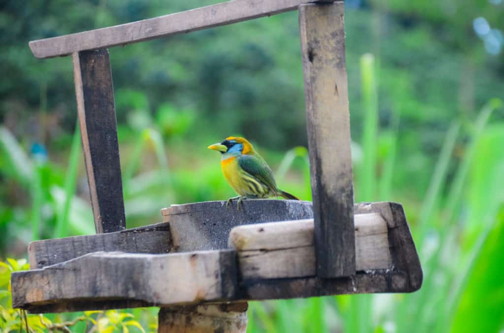 a picture showing a colorful bird sitting on a bird feeder in La Teresita, a Colombian coffee farm where one of Hatillo Coffee's specialty coffee is produced