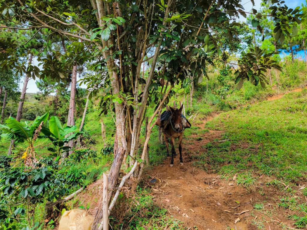 The mule at El Jardín Farm, waiting to be loaded with coffee fruits by the chapoleros