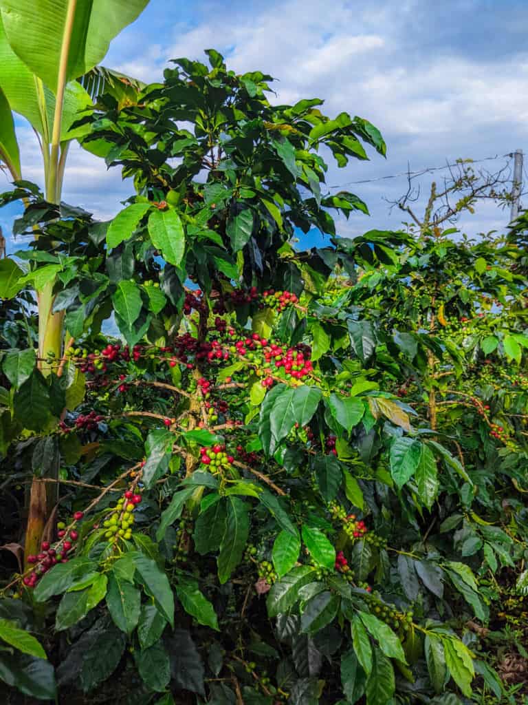 picture of a coffee tree loaded with both red and green colombian specialty coffee beans