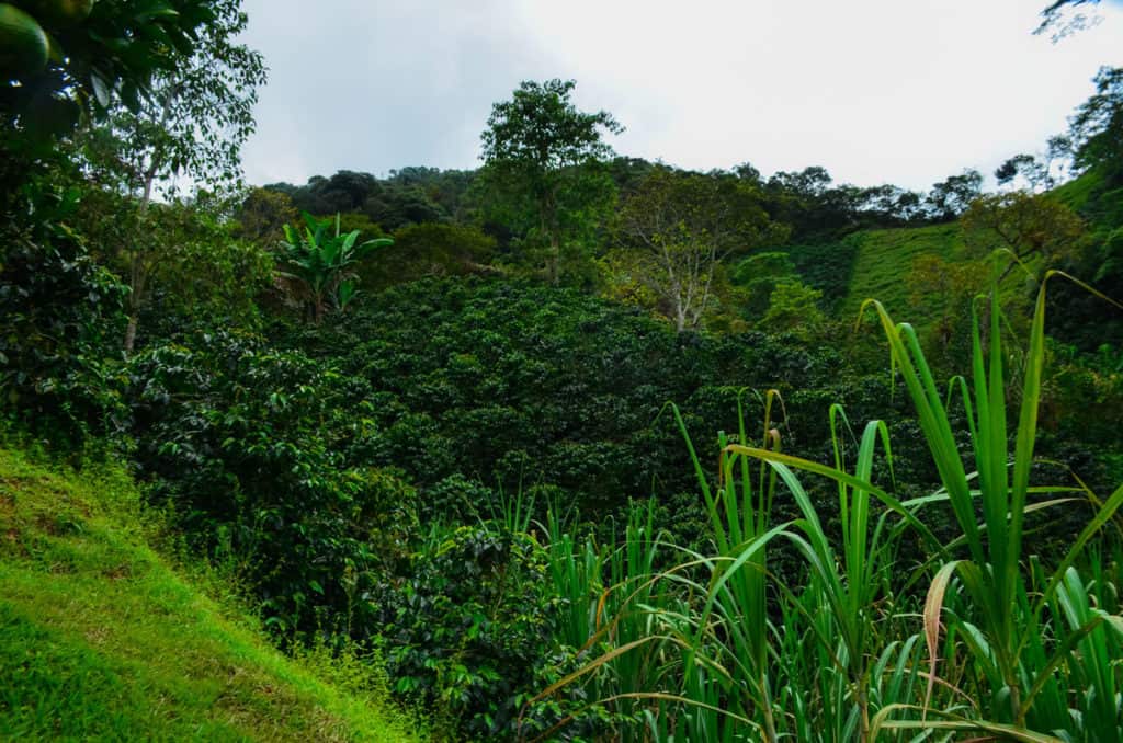 picture showing part of La Teresita Colombian coffee farm with sugar cane, plantain, and coffee trees near Barbosa Antioquia one of Hatillo Coffee's specialty coffee farms