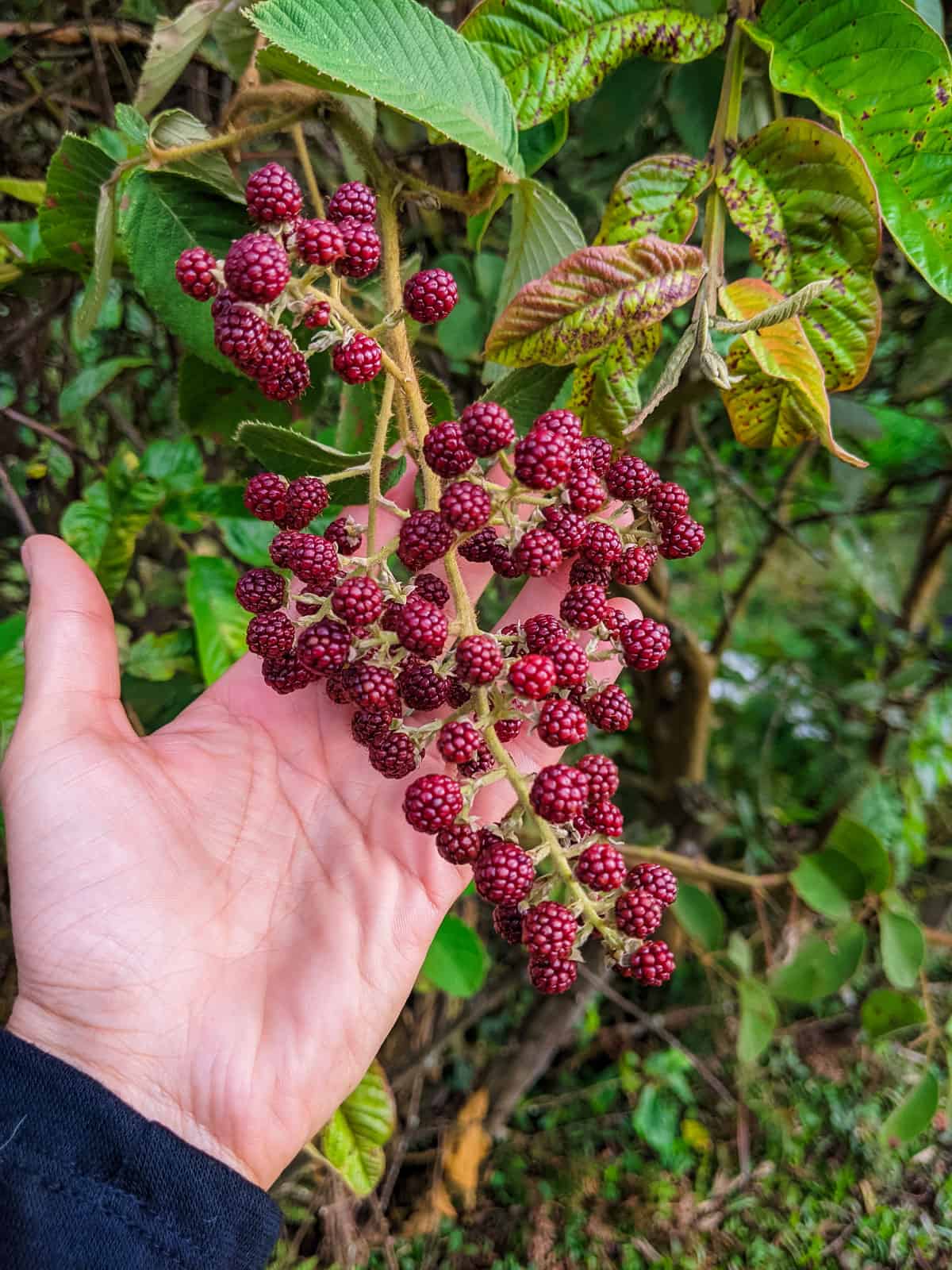 Photograph of a juicy cluster of blackberries at El Jardín Farm, showcasing the lush nature in Gómez Plata, Antioquia
