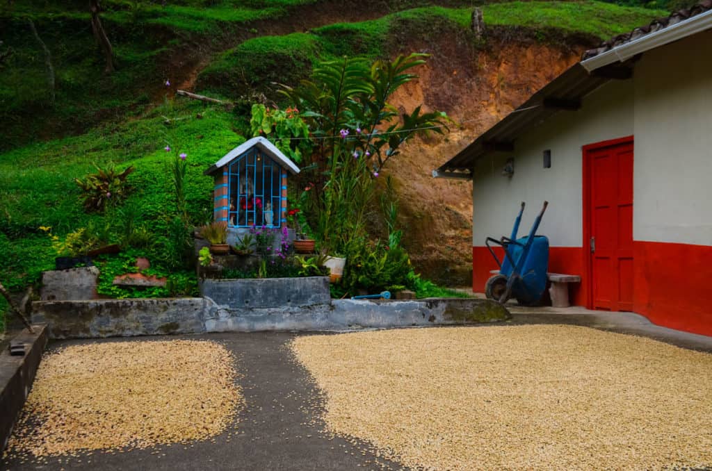 picture showing specialty coffee from La Teresita farm drying under the sun by Hatillo Coffee