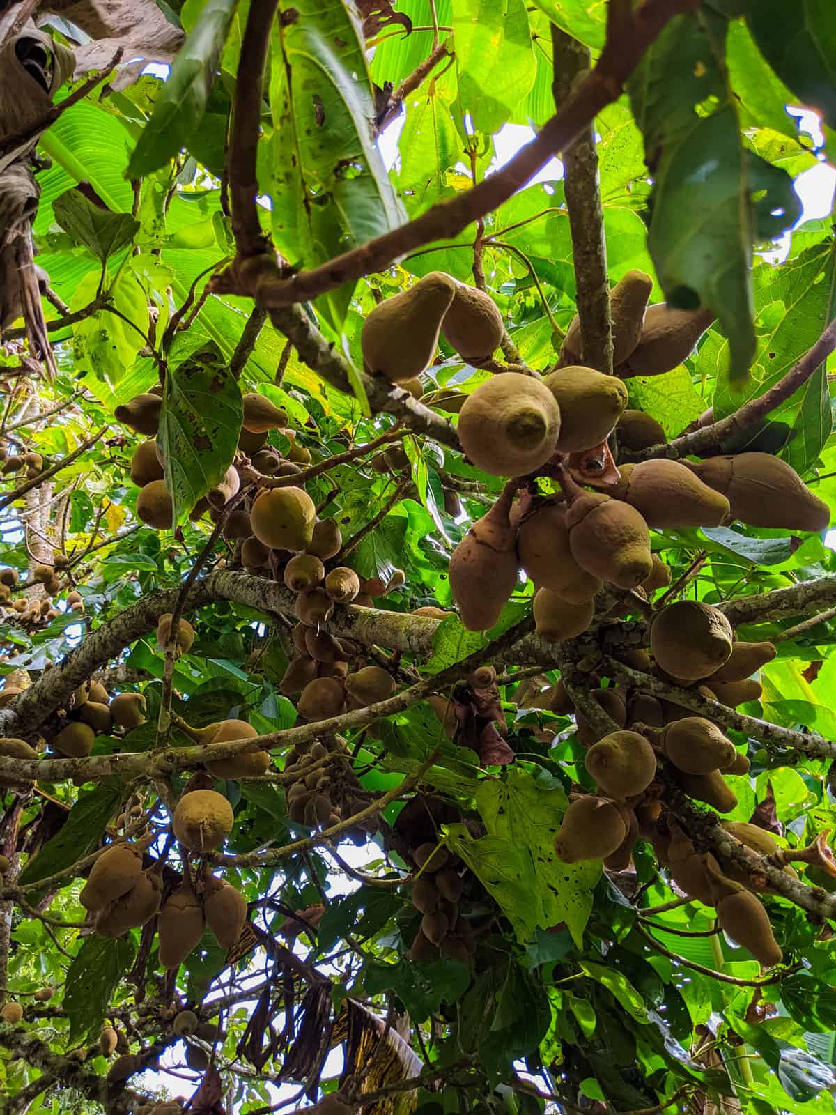 picture showing colombian sapote fruits on the tree in hatillo coffee el jardin farm