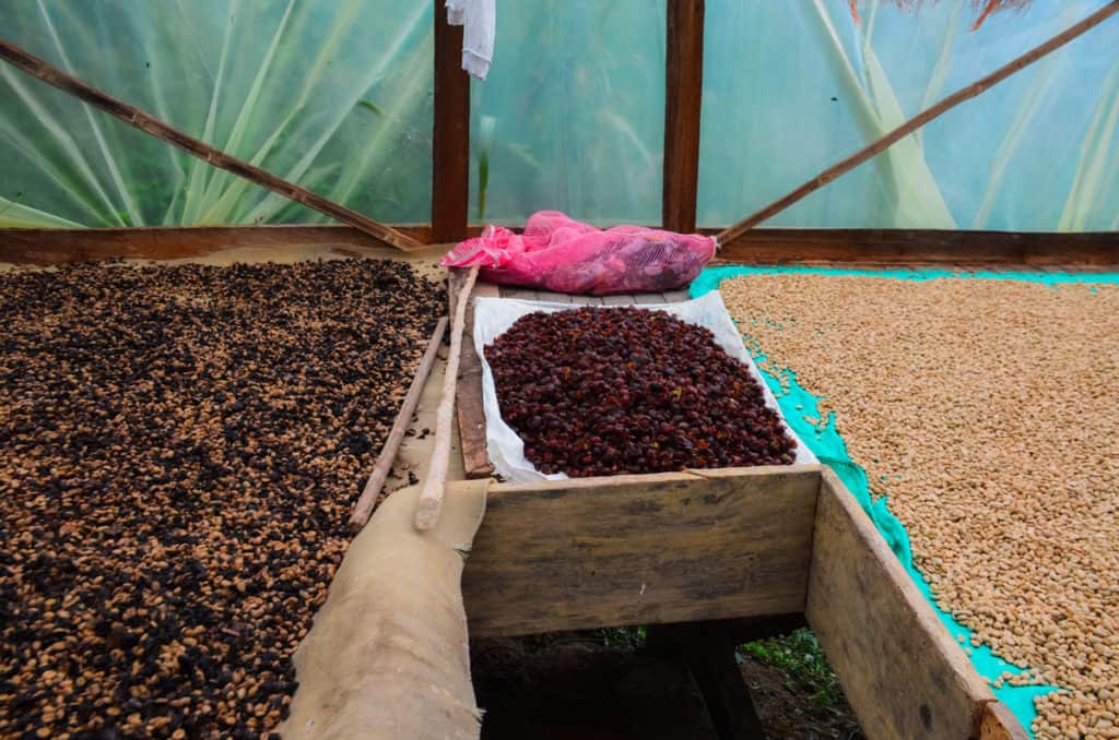 picture showing two different grades of coffee, on the left side the picture shows coffee that is usually sold in the colombian market due to defects derived from harvesting and processing issues, and on the right specialty grade colombian coffee for export to the US by Hatillo Coffee