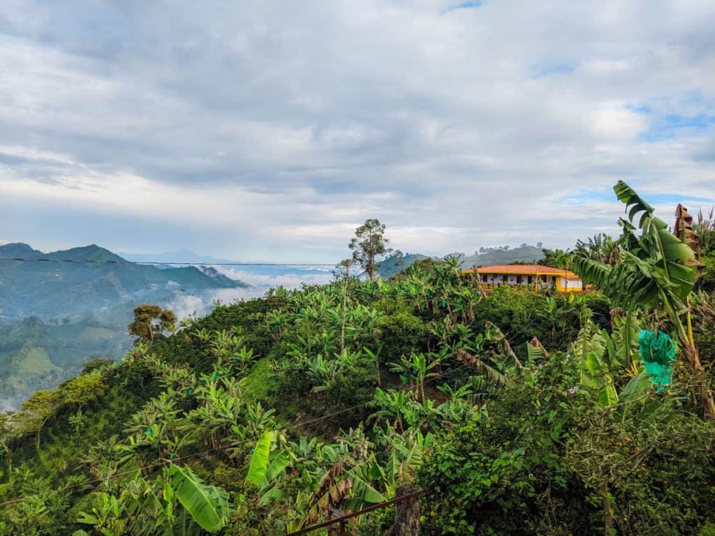 Picture showing Alto Bonito Hatillo coffee farm near Jardin Antioquia, Colombia full of specialty coffee trees and banana trees