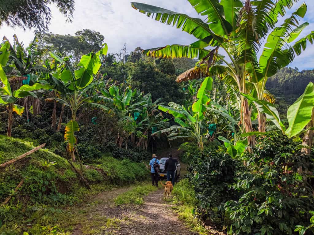 picture showing Jorge Marin and Jaime Rodriguez at the entrance of Jorge's Alto Bonito farm surrounded by shade grown specialty coffee trees. Tall banana trees provide the beneficial shade to the coffee trees.