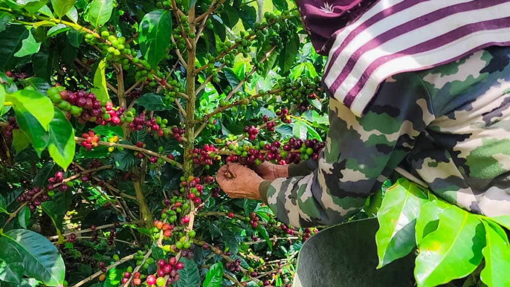 picture showing a specialty coffee picker picking ripe coffee cherries at Hatillo coffee El Jardin farm
