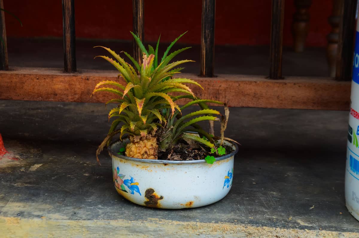 picture showing a pineapple growing in a small pot in La Teresita, a specialty coffee farm near Barbosa Antioquia Colombia by Hatillo Coffee